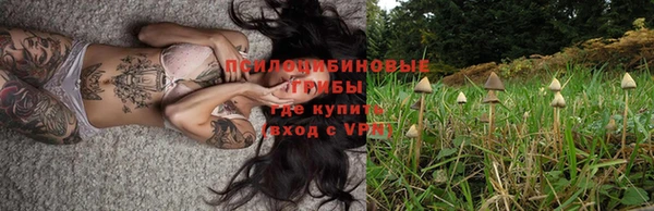 стаф Богданович